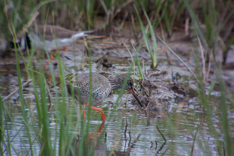 Gamba roja vulgar (Tringa totanus)