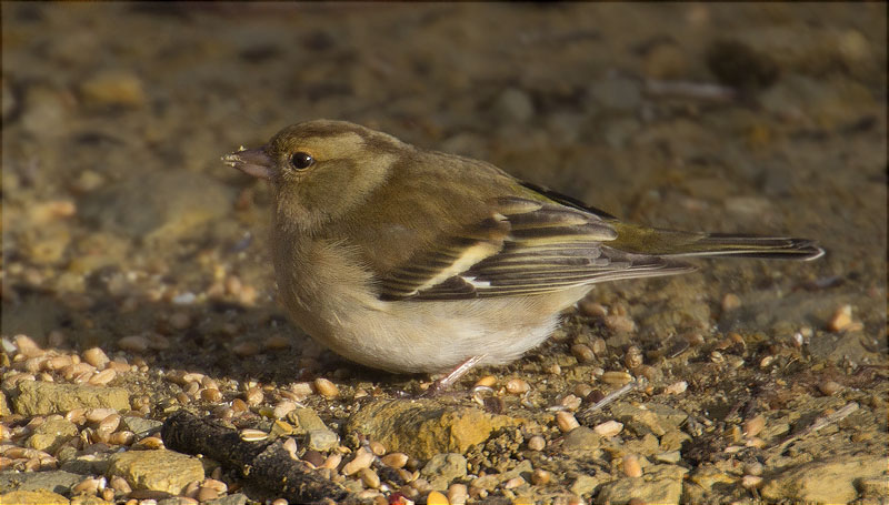 Femella de Pinsà comú (Fringilla coelebs)