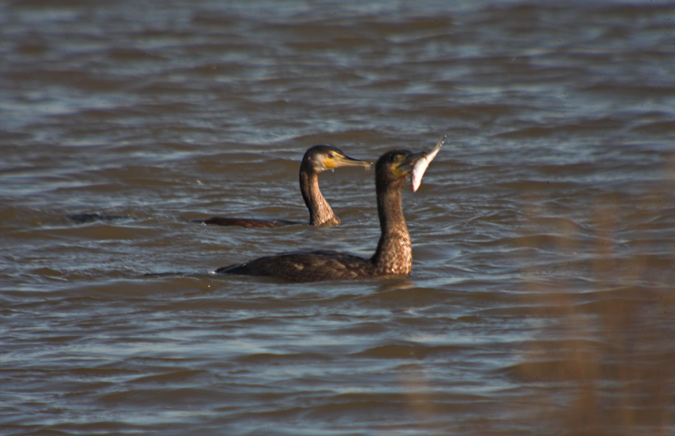 Corb marí gros (Phalacrocorax carbo)