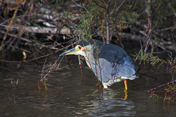 Martinet de nit ( Nycticorax nycticorax)