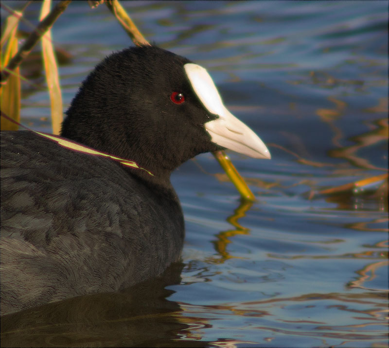 Fotja (Fulica atra)