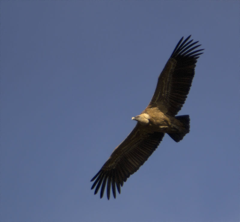 Voltor comú (Gyps fulvus)