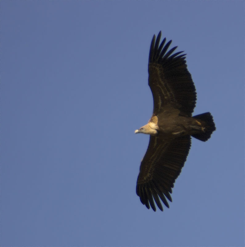 Voltor comú (Gyps fulvus)