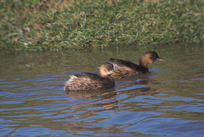 Cabusset (Tachybaptus ruficollis)