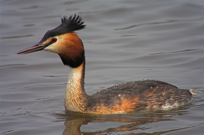 Cabusso emplomallat (Podiceps cristatus)