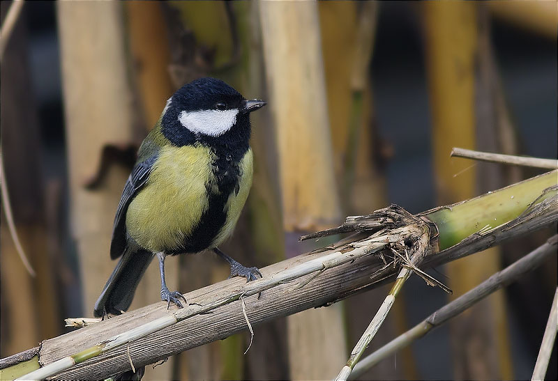 Mallerenga carbonera (Parus major)