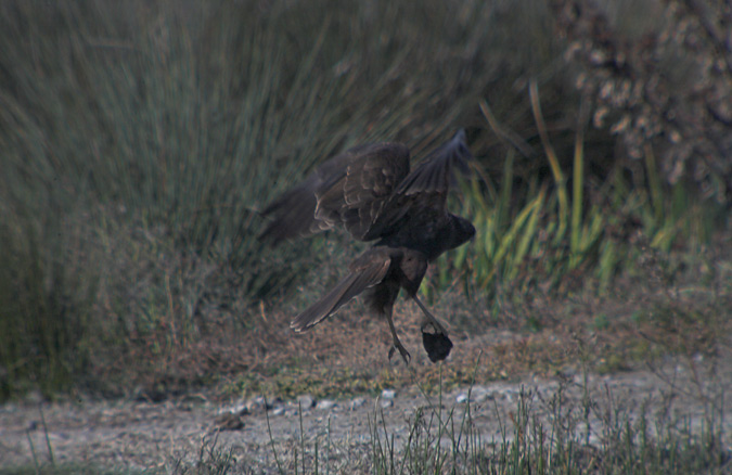 Arpella vulgar (Circus aeruginosus) 3 de 5