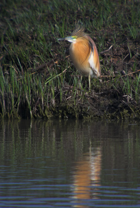 Martinet ros (Ardeola ralloides)