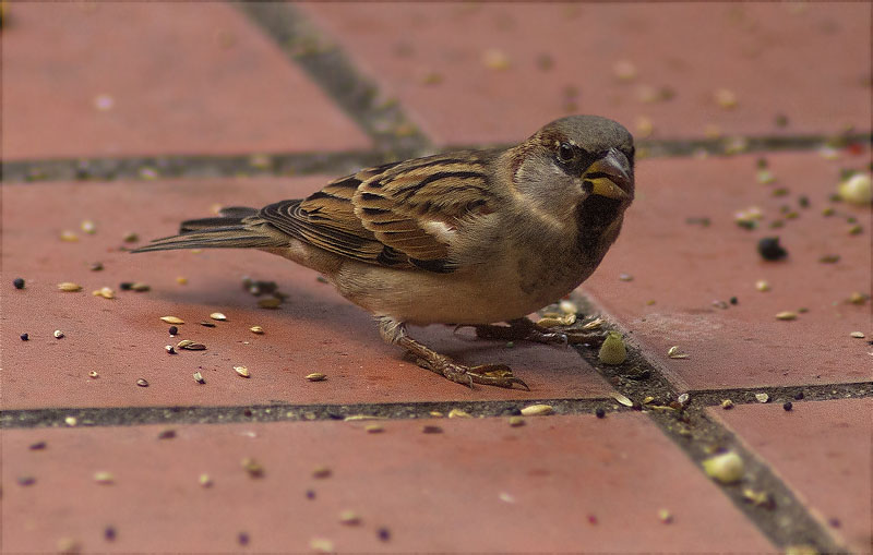 Mascle de Pardal comú (Passer domesticus)