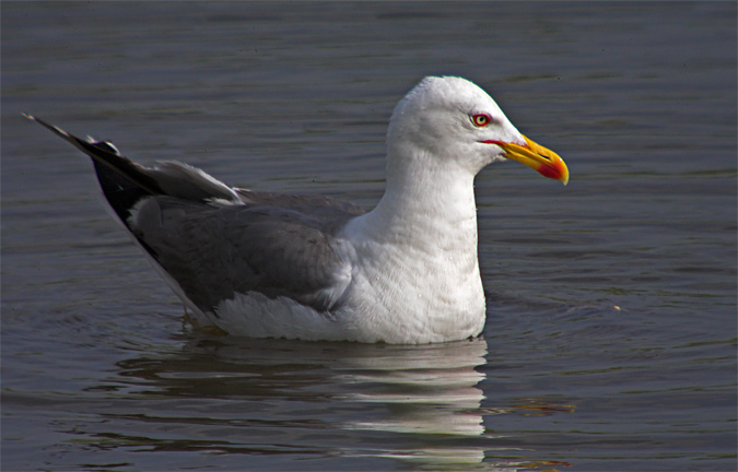 Gavià argentat (Larus michaellis)