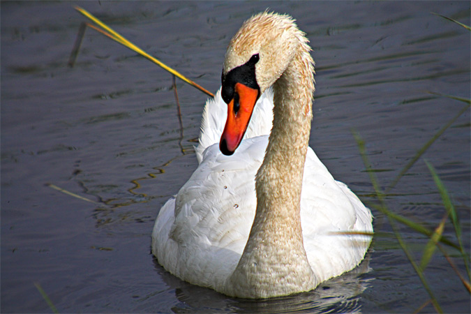 Cigne mut (Cygnus olor)