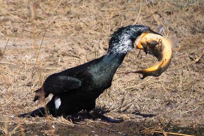 CORMORAN ATASCADO (Phalacrocorax carbo)