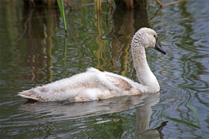 Cigne mut (Cygnus olor)