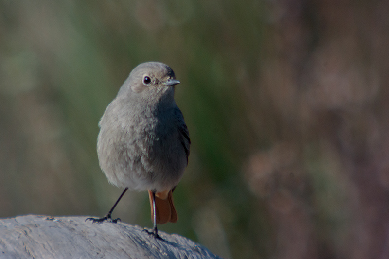 Cotxa fumada (Phoenicurus ochruros).Femella