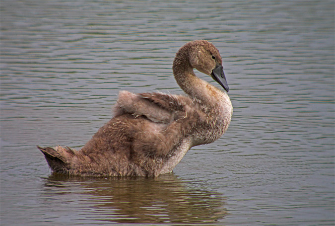 Cigne mut (Cygnus olor) 1de2