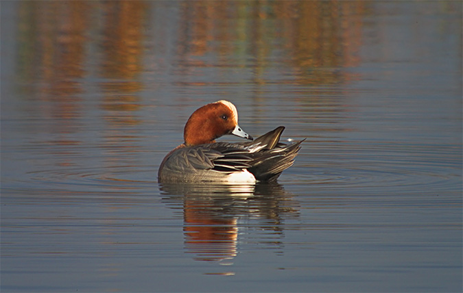 Anec xiulador (Anas penelope)