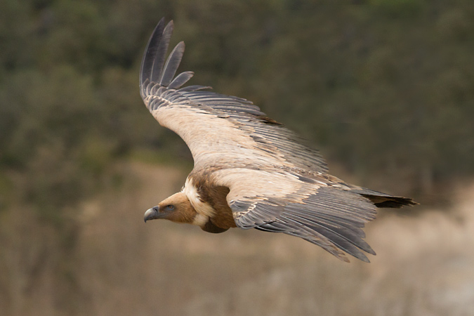 Voltor comú 2/3 (Gyps fulvus)