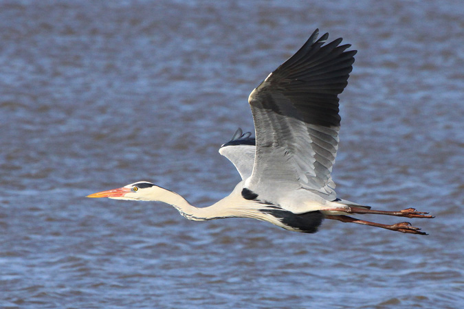 Garza Real (Ardea Cinerea)