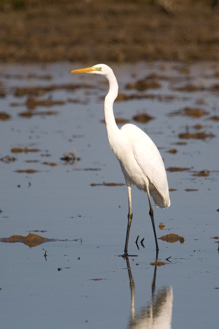 Agro blanc (Egretta alba)