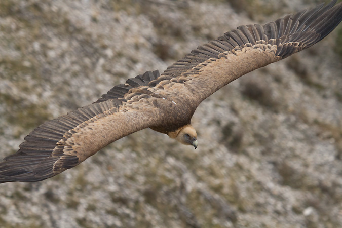 Voltor comú 3/3 (Gyps fulvus)