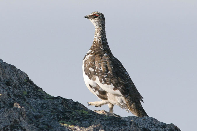 Perdiu Blanca. Lagopus mutus