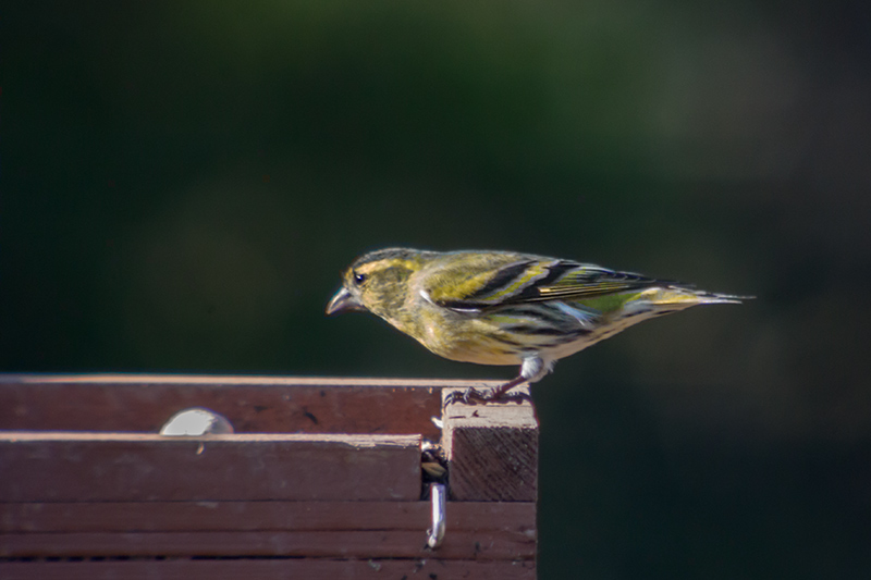 Lluer (Carduelis spinus)