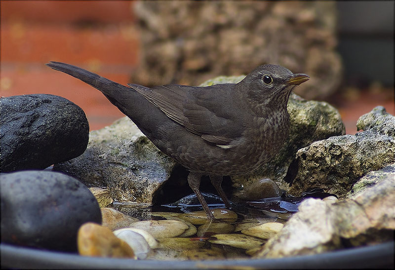 Femella de Merla (Turdus merula)