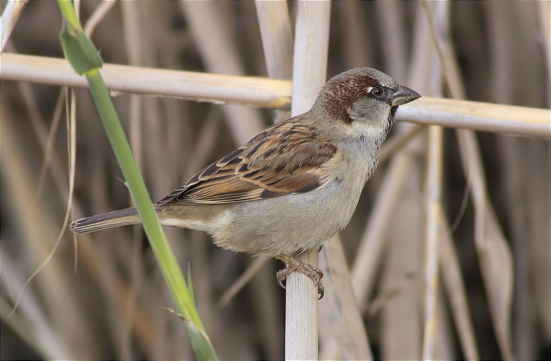 Mascle de Pardal comú (Passer domesticus)