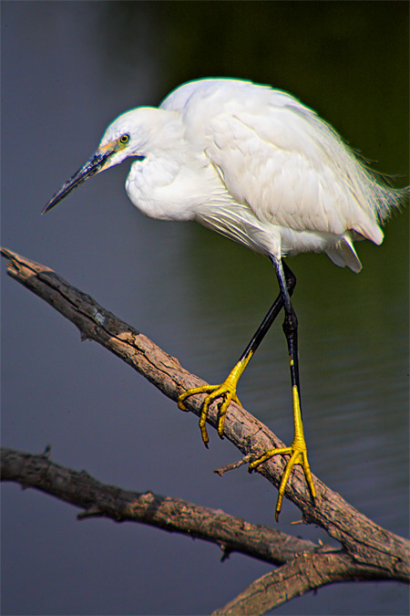 Martinet blanc (Egretta garzetta)