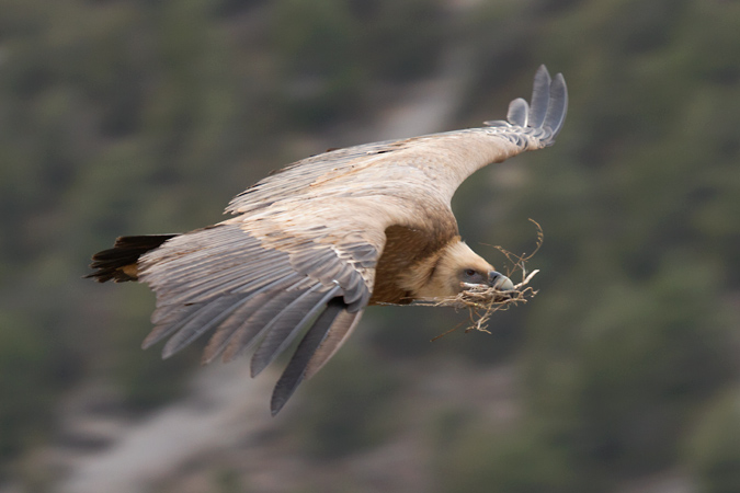 Voltor comú 1/3 (Gyps fulvus)