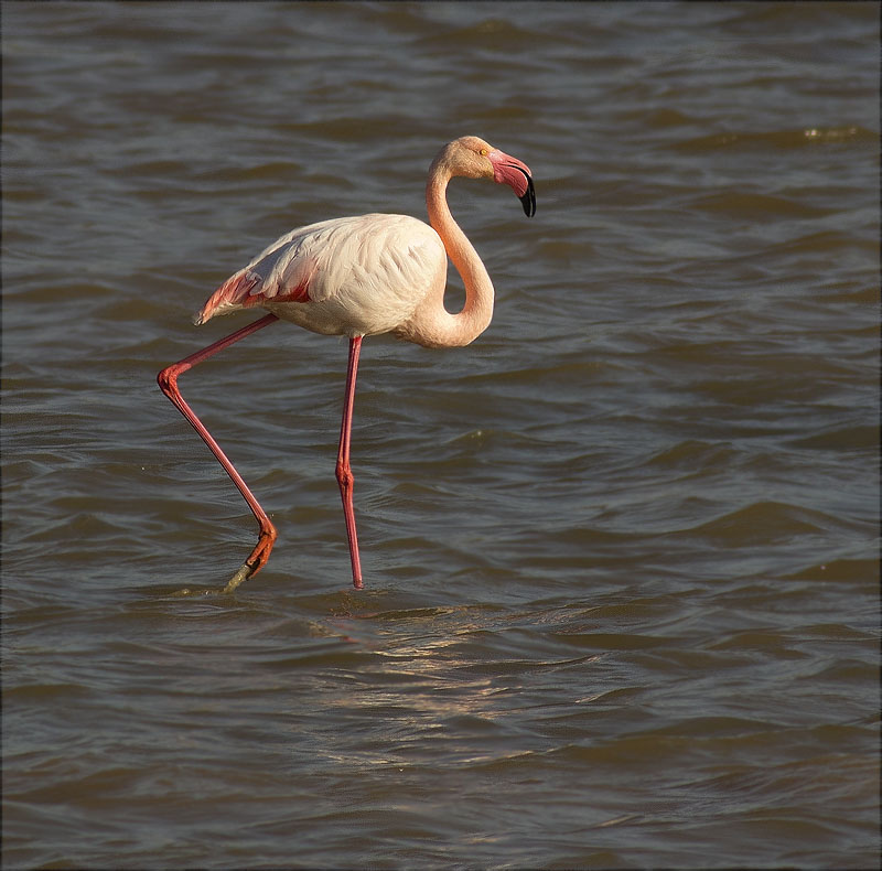 Flamenc (Phoenicopterus ruber)