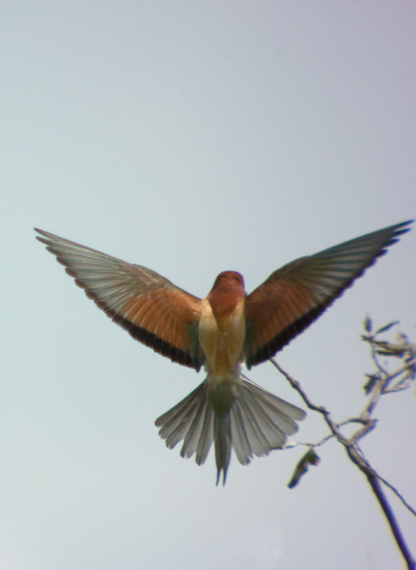 Abellerol (Merops apiaster)