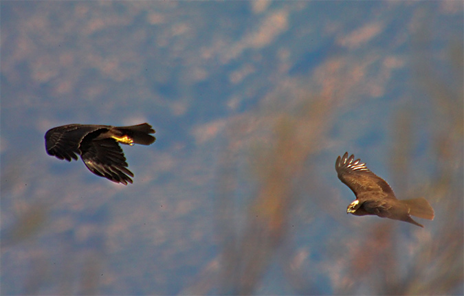 Arpella vulgar (s) (Circus aeruginosus)