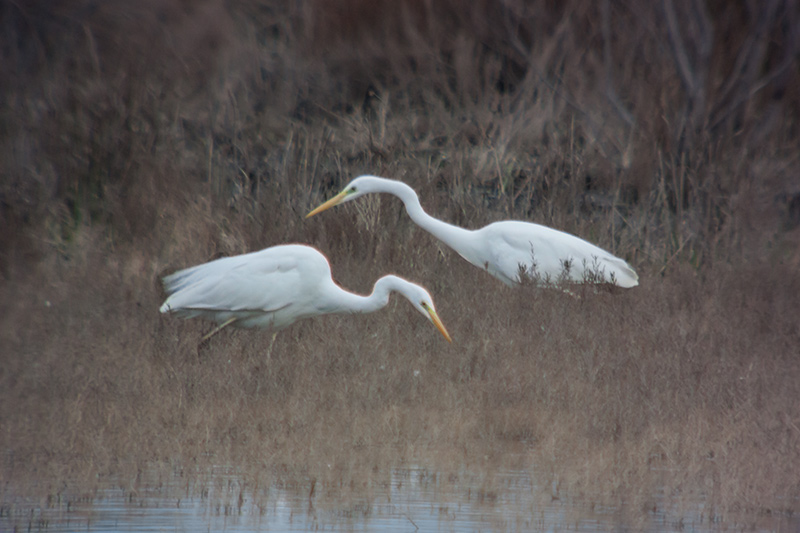 Agró blanc (Ardea alba)