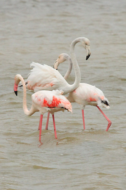 Flamencs (Phoenicopterus roseus)