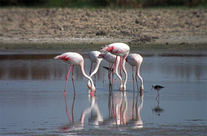 Flamec (Phoenicopterus roseus)