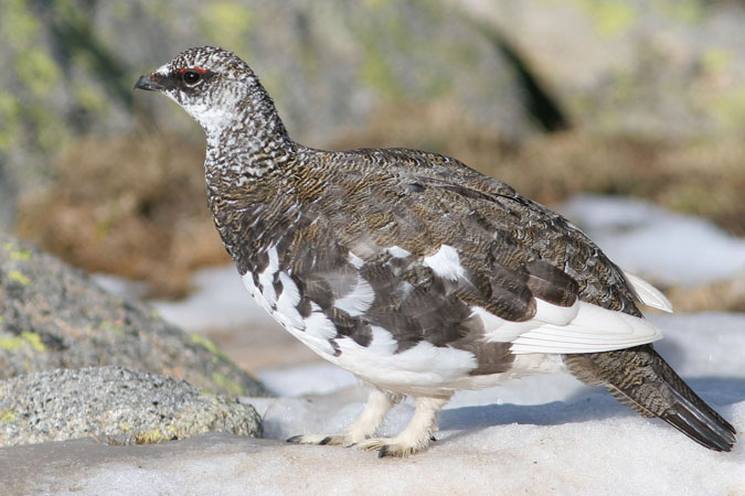 Perdiu Blanca 2. Lagopus mutus