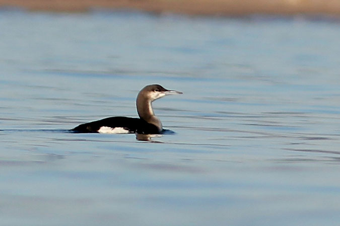 Calàbria agulla. Gavia arctica