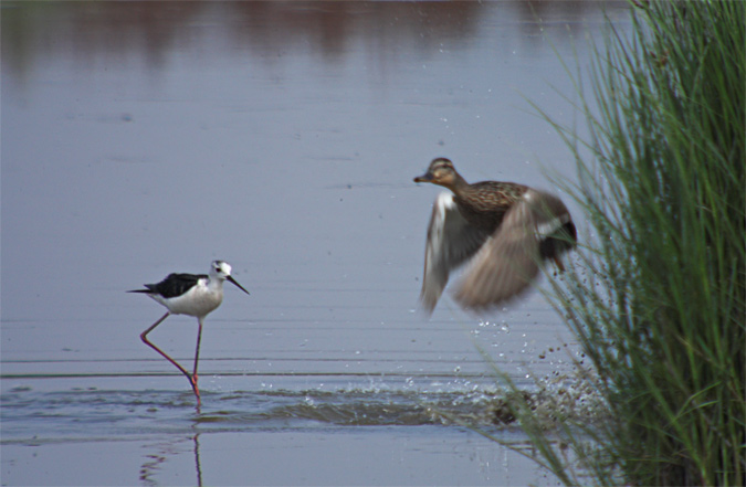 Cames llargues (Himantopus himantopus) 2de2