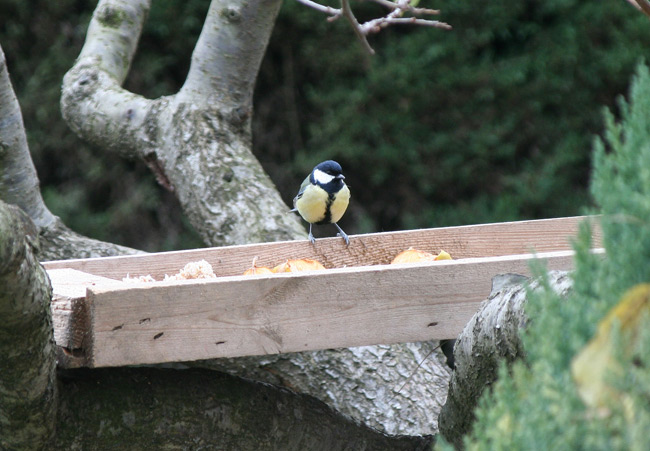 Mallerenga Carbonera (Parus Major)