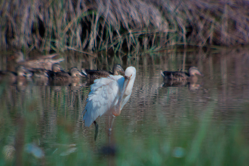 Bec planer (Platalea leucorodia)