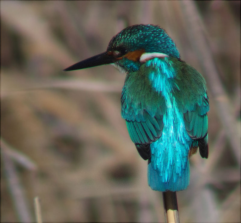 Blauet (Alcedo atthis) 2/3