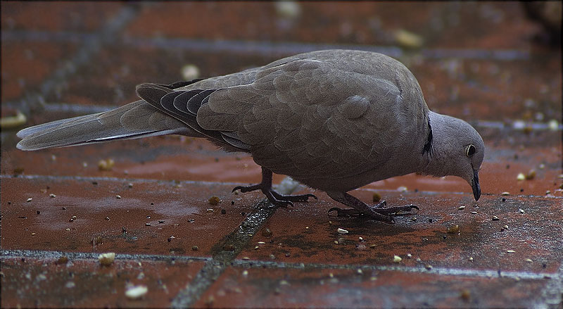 Tórtora turca (Streptopelia decaocto)