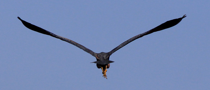 Agró roig, i 4 (Ardea purpurea)