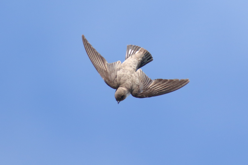 Avion roquero  (Ptyonoprogne rupestris)