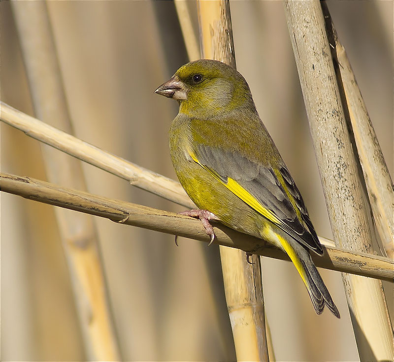 Mascle de Verdum (Carduelis chloris)