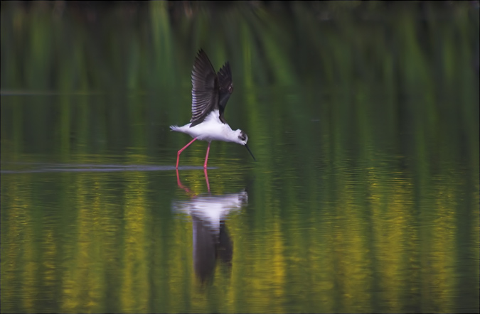 Cames llargues (Himantopus himantopus)