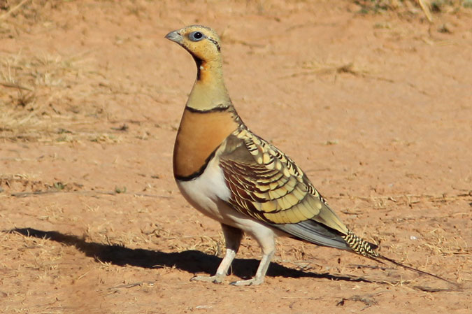 Ganga. Pterocles alchata