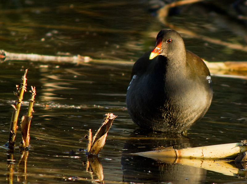 Polla d'aigua (Gallinula chloropus)