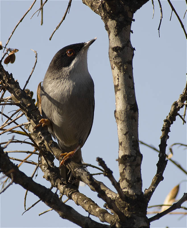 Mascle de Tallarol capnegre (Sylvia melanocephala)